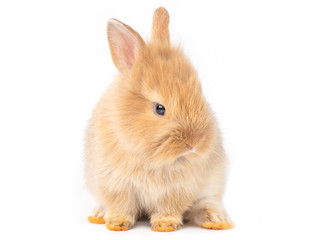 Adorable baby brown rabbits isolated on white background. Lovely baby rabbit sitting.