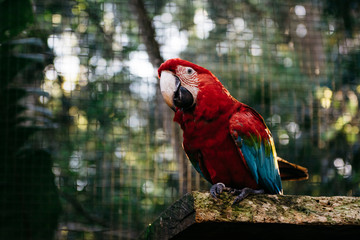 Loro rojo