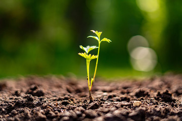 small young sprout growing  in the soil in garden, ecology and environment concept