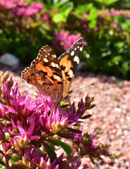 butterfly on a flower