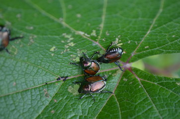 Japanese Beetles on a leaf