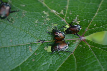 Japanese Beetles on a leaf