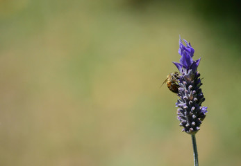 Flor de lavanda y abeja
