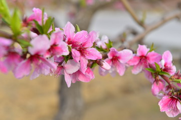 In full bloom in the peach blossom