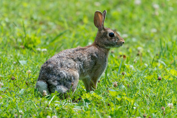 Cottontail Rabbit in Grass field