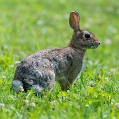 Cottontail Rabbit in Grass field