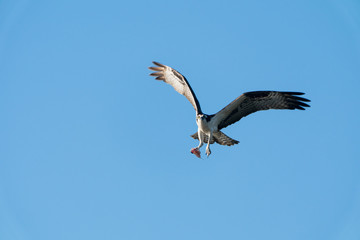 Osprey flying with fish against blue sky