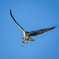 Osprey flying with fish against blue sky