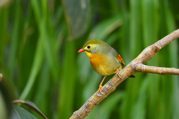 Fototapeta premium The outdoor fringillidae birds in the park