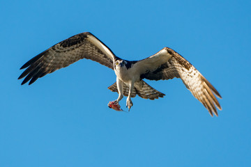 Osprey flying with fish against blue sky