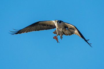Osprey flying with fish against blue sky
