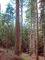 mischwald