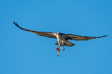 Osprey flying with fish against blue sky