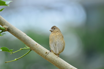 The outdoor fringillidae birds in the park