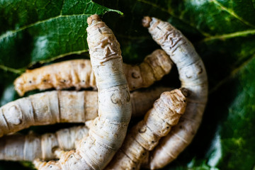 Group of silk worms, Bombyx mori, seen from above eating mulberry leaves.