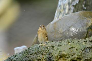 The outdoor fringillidae birds in the park