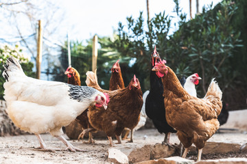 Hens pecking at the soil of an ecological farm to lay boar eggs.