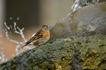 The outdoor fringillidae birds in the park