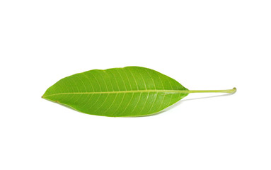 Obraz premium Mango leaves leaf on white background.