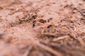 Ants in a row walking looking for food.