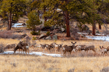 Colorado High Country Deer