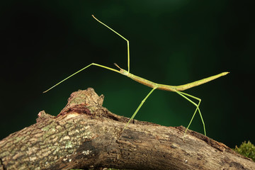 Stick insect or Phasmids (Phasmatodea or Phasmatoptera) also known as walking stick insects,...