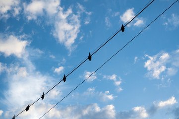 鳥よけの電線と青い空