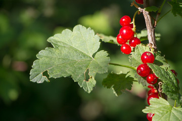 Obraz premium Closeup of redcurrant berries growing on a branch in the garden, selective focus