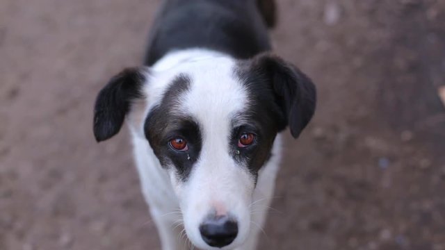 Perro  de la calle  necesitando ser adoptado. Adopci&oacute;n responsable