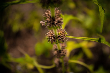 pine tree branch with cones