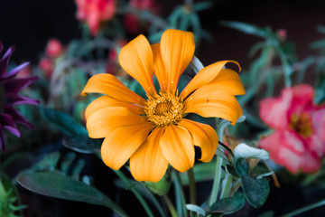 Orange Flower