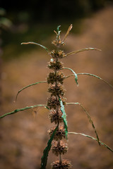 Thistle in the Field I