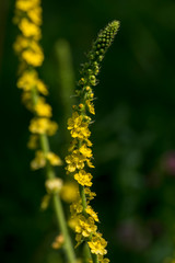 Herbaceous (Agrimonia eupatoria).
