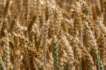 Common wheat (Triticum aestivum)