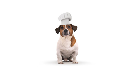 dog chef cook. 3d rendering