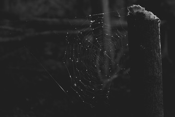 Telaraña