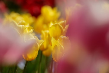 Fototapeta na wymiar 初夏の満開のチューリップの花