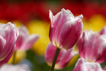 初夏の満開のチューリップの花