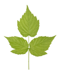 Green leaf of raspberries of plant species in the genus Rubus of the rose family, most of which are in the subgenus Idaeobatus isolated on white background