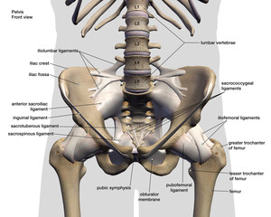 Pelvic and Hip Bones and Ligaments, Labeled Front View on White