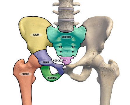 Hip and Pelvic Regions Labeled on White