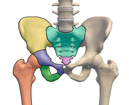 3D Rendering of Pelvis and Hip Anatomy