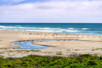 Gazos Creek meandering through sand dunes; Seagulls and Brown Pelicans fishing in the water, Gazos Creek Año Nuevo State Park, Pacific Ocean coastline, California