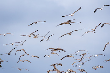 Seagulls and brown pelicans flying of the Pacific Ocean coast; blue sky background