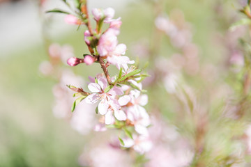 Almond blossoms. Pink almond flowers. Almond blossoms in the garden.