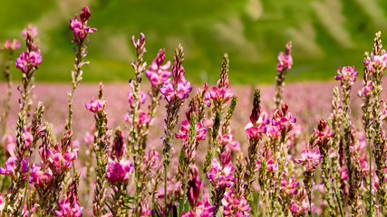 Inflorescence ordinary sainfoin with pink flowers. Wild pink flowers lit by the sun, close-up