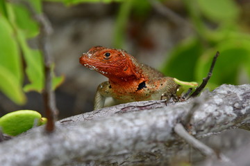 LAGARTIJA, GALÁPAGOS