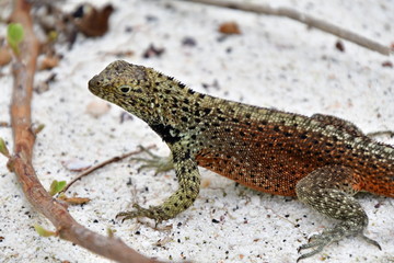LAGARTIJA, GALÁPAGOS