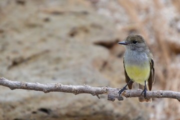 AVES, GALÁPAGOS