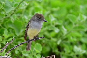 Fototapeta premium AVES, GALÁPAGOS